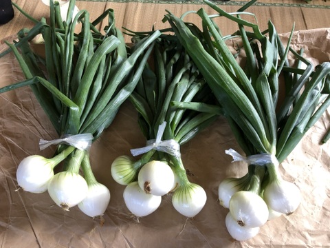 【早期ご予約でお値打ち！】春ブロッコリー、アスパラ、可愛い新玉ねぎのセット！
