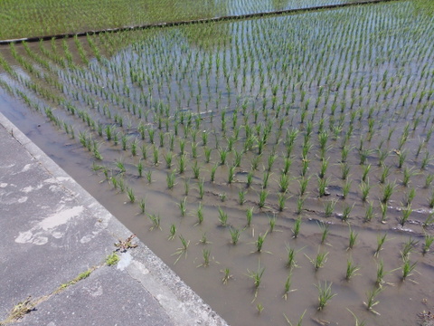 【新米 令和７年産】富山県産コシヒカリ（精米）【ご家庭用・約9.5kg】（段ボール込み10kg）