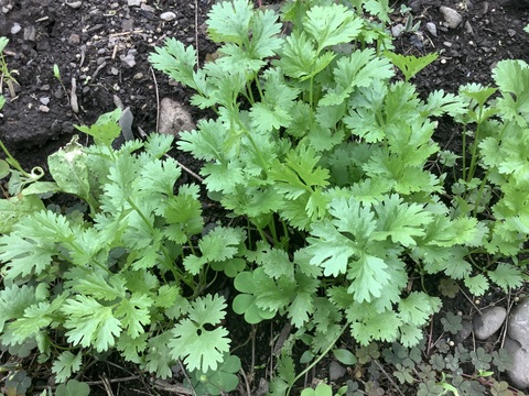 新鮮パクチー/コリアンダー　クール便直送