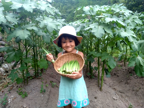 【自然栽培】昨年も大好評！朝採れ！ 丸オクラ 1.5kg