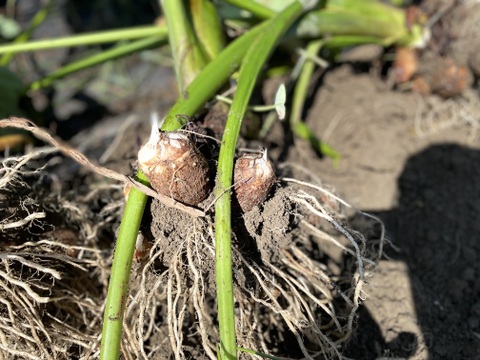 ナオ様専用◼️生姜1㎏、里芋3㎏