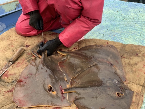 神経〆アカエイ（毒針除去）約１ｋｇ