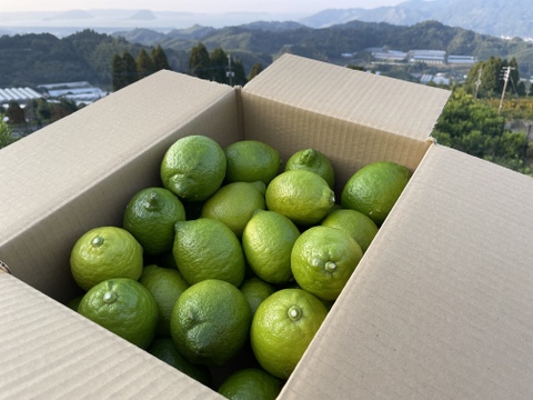 【１１月出荷開始】グリーンリスボン、香りが強い王道レモン！５キロサイズ