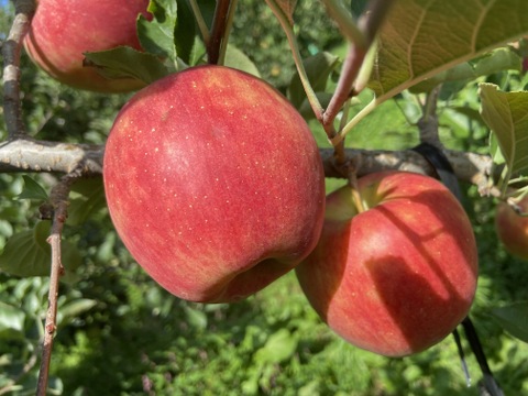 近日中発送！シャキ！パリッ！シナノドルチェ 約2kg 信州りんご