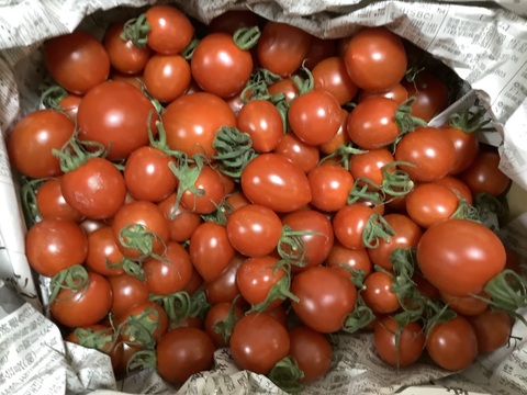 愛媛県産  高糖度ミニトマト 1kg