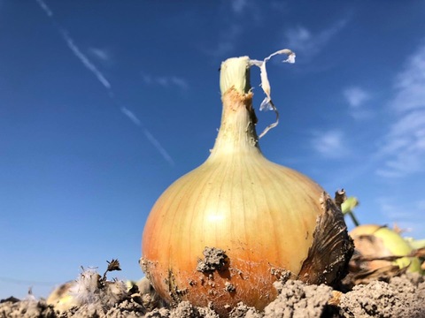 淡路島産新玉ねぎ『七宝』 10kg