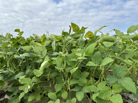 ⚠️今季ラスト⚠️🎵やめられない、止まらない、枝豆🫛🎵
【不揃い品】大人のおつまみに‼️お子様のおやつに‼️
良質なタンパク質や、鉄分が豊富なため夏バテ対策にもおすすめ🌟