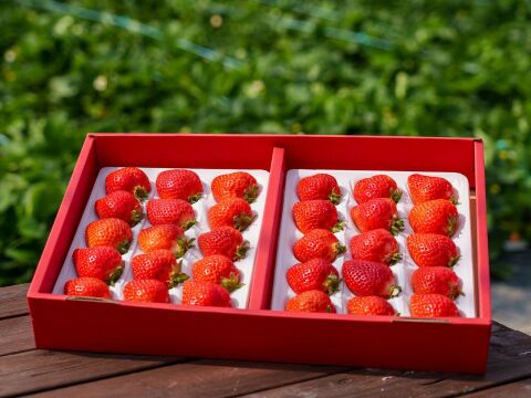 【お歳暮やギフトに】特選あまおう 800g【冬ギフト】