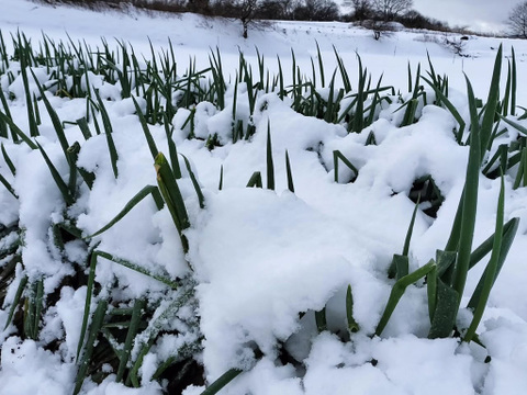 【随時発送】佐渡島の泥付きネギ 2.5kg！訳ありお徳用（曲がり・葉かれ・サイズ不揃い）ご近所でシェア！
