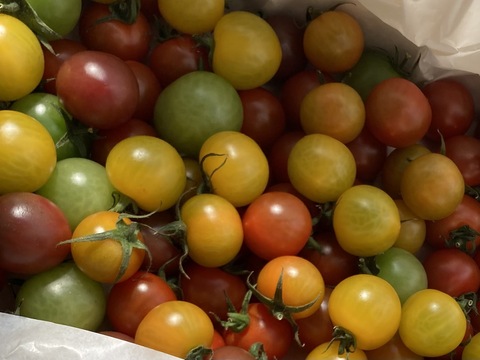 【2箱セット】カラフルミニトマト1.3kg×2箱