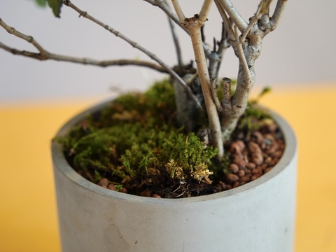 ミニ盆栽【オトコヨウゾメ×グレー陶器】高さ28cm×横28cm