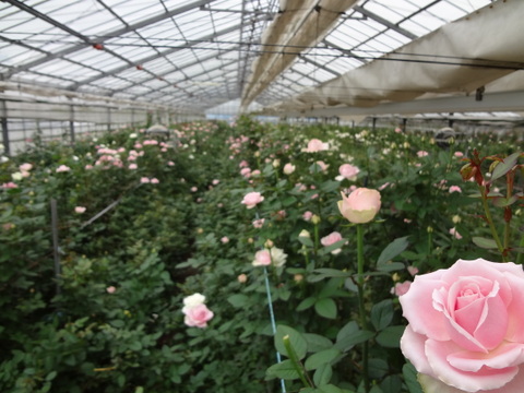 ビタミンカラーのオレンジバラ5号鉢　農家直送