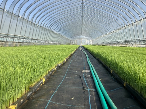 【お米のプロが作るお米！】
令和7年産 コシヒカリ (白米5kg/茨城県笠間産)