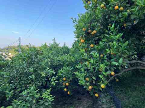 爽やか香際立つ希少な国産オレンジ❗バレンシア5キロ