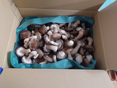 北海道産！生しいたけ🍄お買い得の規格外品2kg