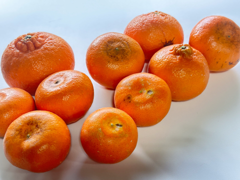 【訳あり】おてんば麗紅（箱込5kg）