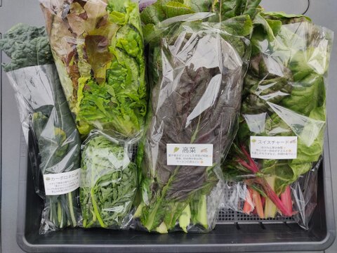 ✨【宝探しBOX】畑の「もったいない」を詰め合わせ！もったいないを美味しく救う！旬の不揃い訳あり野菜おまかせ便（Mサイズ）✨農薬・化成肥料不使用