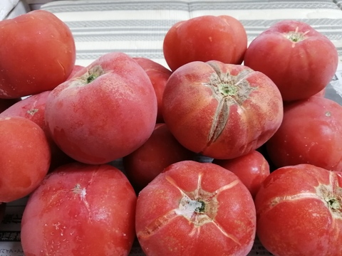 毎食トマト！栄ちゃんトマト　訳あり　加工用冷凍トマト　８キロ入り。　　業務用向き。