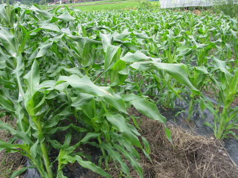 ＊今年度は８月１０日まで＊　ドルチェ ６本入　蒜山高原産　トウモロコシ　プロアスリート監修”  必ずクール便を選択してください