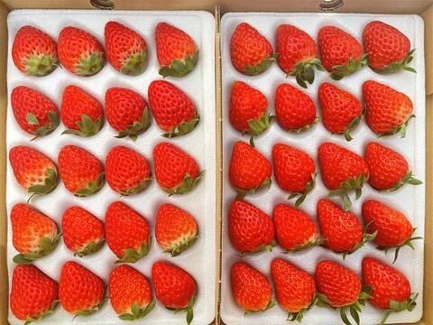 【ギフトにも最適！】紅ほっぺ 2Lサイズ（40粒）600～750ｇ "販売中"