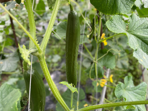 山のミネラルたっぷり野菜セットSサイズ1～2人用