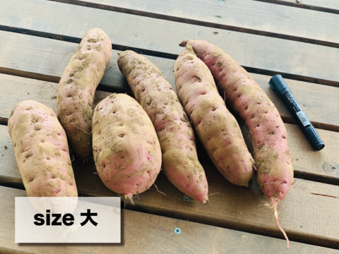 【茨城県産】さつまいも　紅はるか　サイズ大【約5kg】※農薬・化学肥料不使用