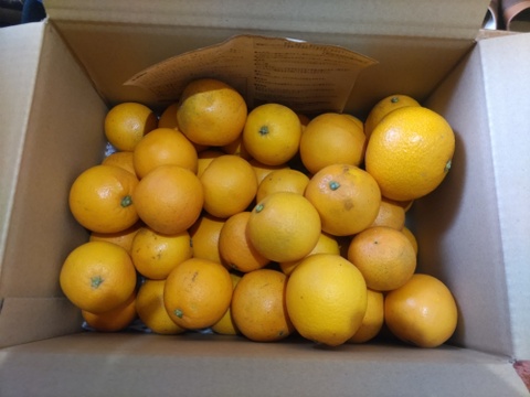 【小玉/5kg箱】華やかな香りとはっきりとした味わい！可愛いミニネーブルオレンジ【ご家庭用】