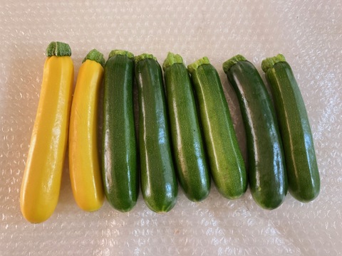 兵庫県神戸産ズッキーニ　2kgセット（緑・黄　8～12本）