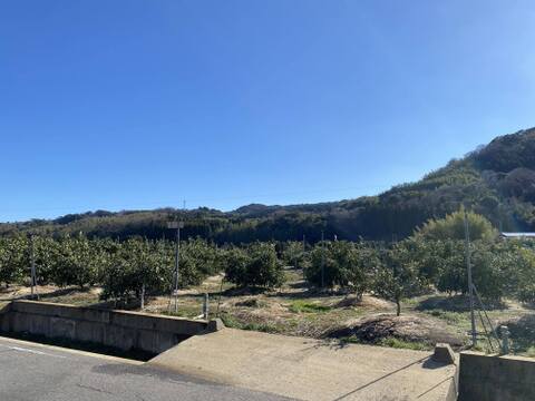 「月の引力が見える町」佐賀 太良町 山内柑橘農園「濃厚 ブラッドオレンジ」5kg