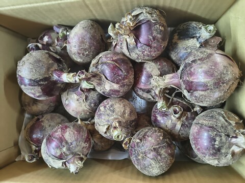 農園自慢の赤玉ねぎ　4.5ｋｇ　パチャママ農園 たまねぎ