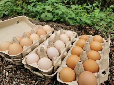 輸入飼料フリー国産飼料100％！土遊野の平飼い卵40個（Ｓ－Ｌ混合）　レモンイエローの黄身！