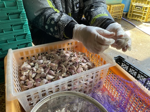 予約増量【大好評(^^♪】グッと料理のグレードが上がる(^^ “葉ニンニク“  5000g→5300g  from 名水の里　神奈川県秦野市