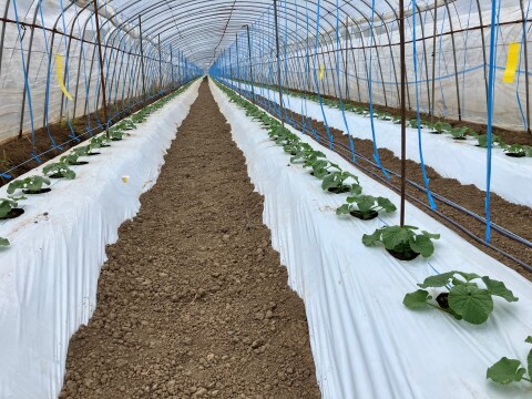 今季最終便【秋作】秀品マスクメロン1玉(1.6kg以上)