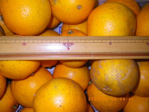 自然農　ネーブルオレンジ(6kg)　広島県尾道市因島の12年以上農薬肥料不使用の畑で栽培