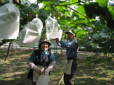 （家庭用）シャインマスカット（「ゴールデンシャインマスカット」）とニューピオーネ（一房400g前後×２）