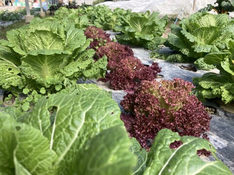 寒暖差で美味しくなってます！季節の野菜セット【7品目】＃栽培期間中農薬・化学肥料不使用