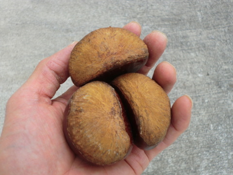 【甘い熟成むき栗 岸根極大粒】ねっとり甘い岸根栗をもっと甘くする氷温熟成むき栗　岸根 真空パック冷凍　むき栗1パック300g入り