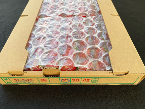 生 今が旬❗️ 夏秋イチゴ【すずあかね】35玉×2トレー 爽やかサッパリ