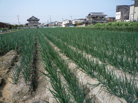 【お手頃サイズ】日本最古の産地　泉州玉葱（約5㎏）保存用ネット2枚付き