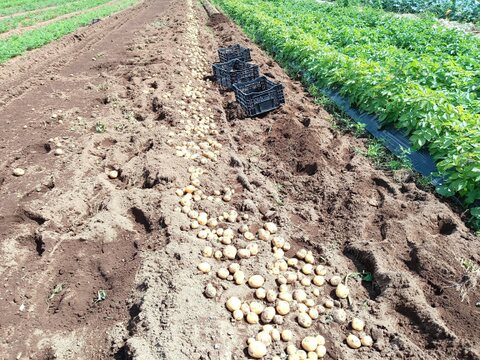 新じゃがいも⭐キタアカリ⭐(4kg)茨城県産