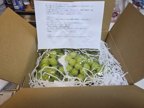 食べチョク登録記念
2025年限定山梨県産ゴールドシャインマスカット入りシャインマスカット約1.1kg~1.2kg　【ご家庭用訳あり】最終になります。美味しい食べ方や保存の仕方を同封します!