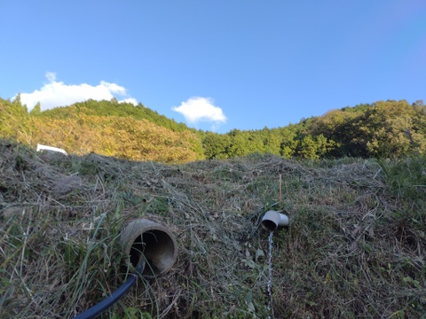 【訳あり】棚田で育てた🍇岡山県産ニューピオーネ（ご家庭用・大容量４ｋｇ）