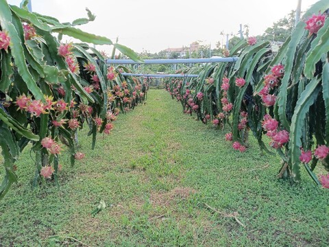 加工用ドラゴンフルーツ 4.0kg