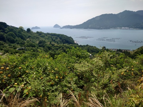 酸味と甘味のバランスが絶妙！自然栽培甘夏　4kg（12〜13個）