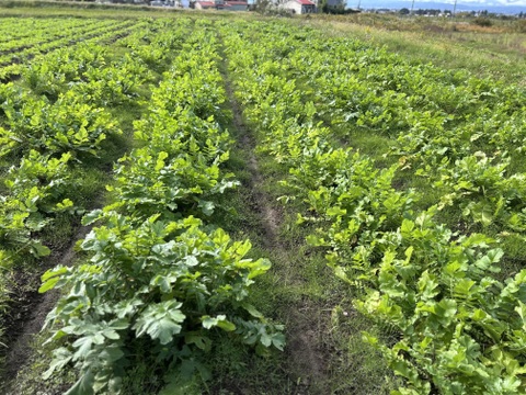 【緻密な肉質】会津赤筋大根 自然栽培 3本〜4本セット
