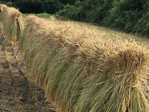 【2025年度新米】＊新米食べ比べセット＊ 信州 姨捨棚田の登録商標米　信州名月 オバステ観月