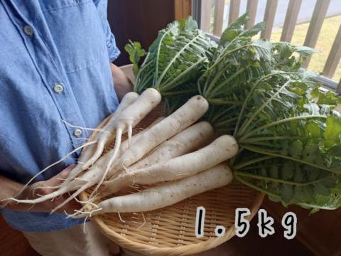 奥出雲産自然栽培春大根(1.5kg)
