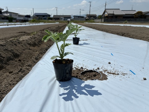 農薬・化学肥料栽培中不使用！夏のひとりじめ