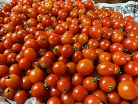 小さな実に、夏のひかりを詰めこんで【ミニトマト2kg】