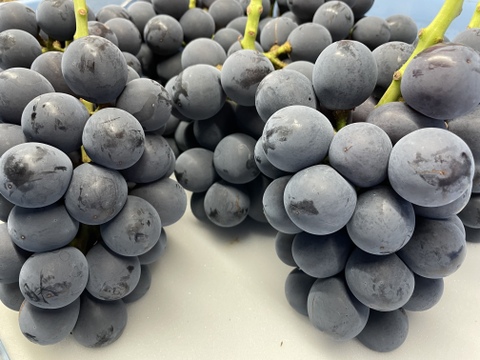 黒ぶどうの定番！香りも良い「巨峰」3房